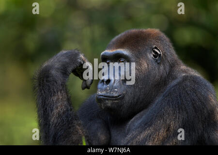 Western pianura gorilla sub-maschio adulto 'Kunga' invecchiato 13 anni testa e spalle ritratto (Gorilla gorilla gorilla). Bai Hokou, Dzanga Sangha densa speciale riserva forestale, Repubblica Centrafricana. Dicembre 2011. Foto Stock