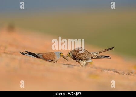 Grillaio (Falco naumanni) maschio dà uno scarafaggio al femminile, pre-dono di accoppiamento, parte di corteggiamento, Spagna, può Foto Stock