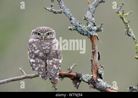 Civetta (Athene noctua) di appoggio verticale, Francia, Aprile Foto Stock