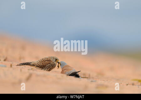 Grillaio (Falco naumanni) maschio passando preda dono a femmina pre-coniugata, parte del corteggiamento, sul tetto, Spagna, Aprile Foto Stock