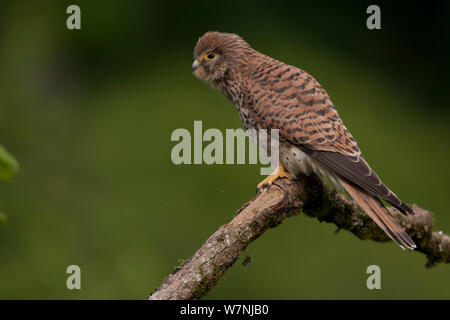 Il Gheppio (Falco tunninculus) profilo femmina, Francia, può Foto Stock