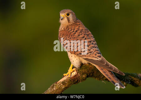 Il Gheppio (Falco tunninculus) ritratto femminile, Francia, può Foto Stock