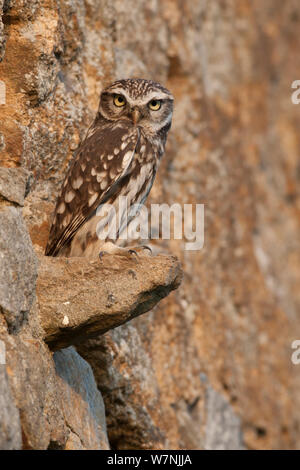 Civetta (Athene noctua) in appoggio sulla parete, Francia, ottobre Foto Stock