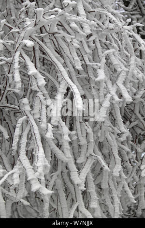 Rime frost ricoperto di argento (Betulla Betula pendula) ramoscelli, Surrey, Regno Unito Foto Stock