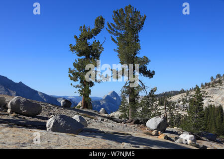 Whitebark pine (Pinus albicaulis) e massi di granito in Yosemite National Park, California, Stati Uniti d'America. Foto Stock