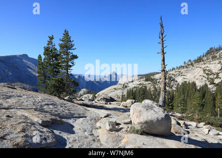 Whitebark pine (Pinus albicaulis) e massi di granito, Yosemite National Park, California, Stati Uniti d'America Foto Stock