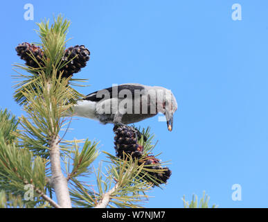 Clark schiaccianoci (Nucifraga columbiana) mangiando i semi dal suo cibo preferito, la pianta del Whitebark pine (Pinus albicaulis), Western USA Foto Stock