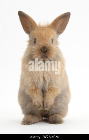 Baby croce Lionhead rabbit Lop, in piedi. Foto Stock