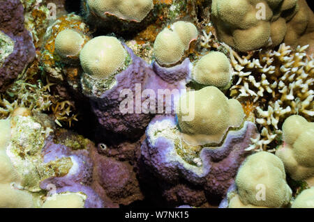 Alghe coralline crescente sul corallo morto patch su Porites, formando un disco calcaerous deposito. Le alghe incrostanti svolge un ruolo importante nell'ecologia delle barriere coralline, la fornitura di cibo per molti pesci tropicali. Egitto, Mar Rosso. Foto Stock