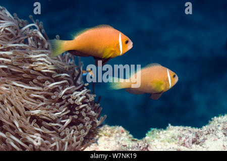 Maldive / Blackfinned anemonefish (Amphiprion nigripes). Maldive. Foto Stock