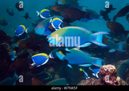 Greenthroat o pesci pappagallo di Singapore (Scarus prasiognathus), grande scuola del terminale maschi nuoto. Mare delle Andamane, Thailandia. Foto Stock