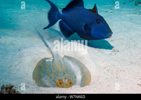 Pesci balestra blu (Pseudobalistes fuscus) guardando un Bluespotted ribbontail ray (Taeniura lymna) scavando nel fondo sabbioso per cibo. Egitto, Mar Rosso. Foto Stock