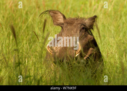 Warthog (Phacochoerus africanus). Niokolo Koba Parco Nazionale, Senegal, sito Patrimonio Mondiale dell'UNESCO. Foto Stock