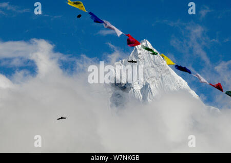 Alpine / giallo-fatturati choughs (Pyrrhocorax graculus) volare sotto l'Ama Dablam picco (6856 m) avvolto nella nube, Parco Nazionale di Sagarmatha (Patrimonio Mondiale UNESCO). Khumbu / Regione Everest, Nepal, Himalaya, ottobre 2011. Foto Stock