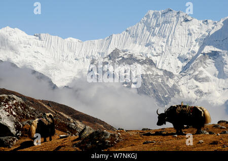 Yak domestici (Bos grunniens) nella valle del Khumbu, Parco Nazionale di Sagarmatha (Patrimonio Mondiale UNESCO). Khumbu / Regione Everest, Nepal, Himalaya, ottobre 2011. Foto Stock