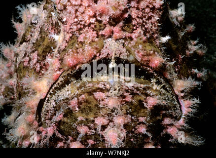 Rana pescatrice gigante (Antennarius commersonii) close up volto ritratto, Eilat, Israele, Mar Rosso Foto Stock