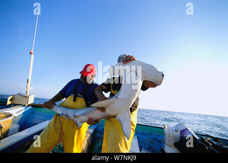 Festone squalo martello (Sphyma lewini) trasportata sulla barca da gill net pescatori, Huatabampo, Messico, Golfo di California, Oceano Pacifico Modello rilasciato. Foto Stock