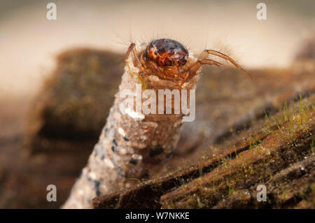 Caso-building caddisfly (tricotteri) larva nella custodia protettiva realizzata in granuli di sabbia, Europa, aprile, condizioni controllate Foto Stock