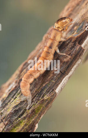 Caddisfly larva (tricotteri, famiglia Polycentropodidae), salendo la radice, l'Europa può, condizioni controllate Foto Stock