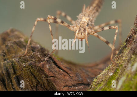 Ampia-winged damselfly nymph (Calopterygidae), nascondendo in radici, Europa, aprile, condizioni controllate Foto Stock