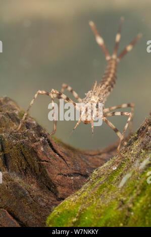 Ampia-winged damselfly nymph (Calopterygidae), nascondendo in radici, Europa, aprile, condizioni controllate Foto Stock