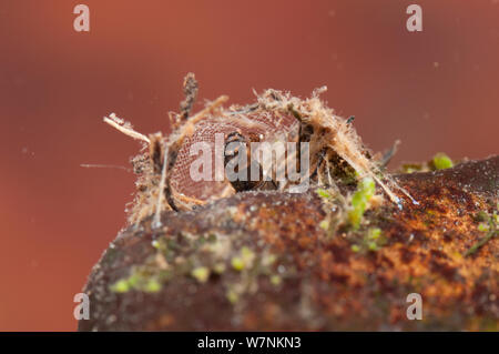 Net-filatura caddisfly larva (tricotteri, Hydropsychidae) raccogliere i residui organici dalla cattura di netto il suo rifugio, l'Europa può, condizioni controllate Foto Stock