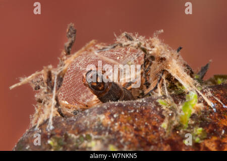 Net-filatura caddisfly larva (tricotteri, Hydropsychidae) raccogliere i residui organici dalla cattura di netto il suo rifugio, l'Europa può, condizioni controllate Foto Stock