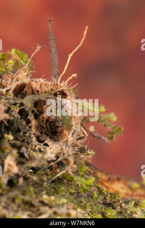 Net-filatura caddisfly larva (tricotteri, Hydropsychidae) raccogliere i residui organici dalla cattura di netto il suo rifugio, l'Europa può, condizioni controllate Foto Stock