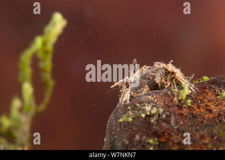 Net-filatura caddisfly larva (tricotteri, Hydropsychidae) nel suo rifugio attaccati alle pietre in fondo, l'Europa può, condizioni controllate Foto Stock