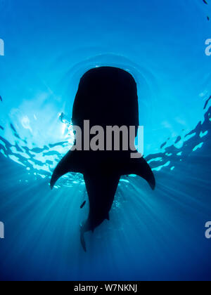 Squalo balena (Rhincodon typus) silhouette, alimentazione flottante su uova di pesce (non visibile) appena sotto la superficie in calmo. Nota l'onda di prora davanti dello squalo. Isla Mujeres, Quintana Roo, Penisola dello Yucatan, Messico. Mar dei Caraibi. Foto Stock