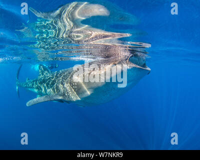 Squalo balena (Rhincodon typus) alimentazione su uova di pesce (visibile come bianco blob) in corrispondenza della superficie di calma meteo, con snorkeller dietro. Isla Mujeres, Quintana Roo, Penisola dello Yucatan, Messico. Mar dei Caraibi. Foto Stock