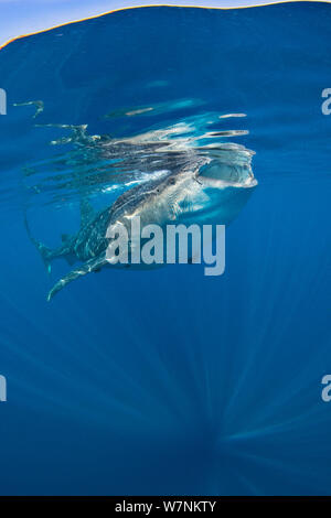 Squalo balena (Rhincodon typus) alimentazione su uova di pesce (non visibile) appena sotto la superficie in calmo. Isla Mujeres, Quintana Roo, Penisola dello Yucatan, Messico, Mar dei Caraibi. Foto Stock