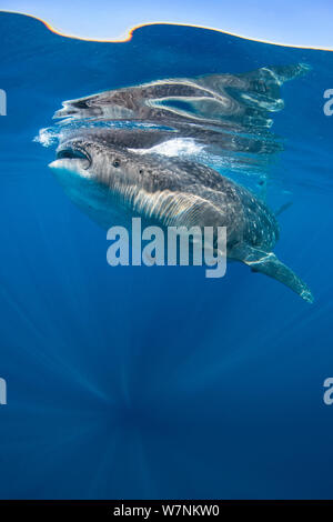 Squalo balena (Rhincodon typus) alimentazione su uova di pesce (non visibile) appena sotto la superficie in calmo. Isla Mujeres, Quintana Roo, Penisola dello Yucatan, Messico, Mar dei Caraibi. Foto Stock