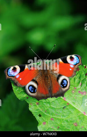 Farfalla pavone (Inachis io) appena emerse a riposo sul dock di foglia, Dorset, Regno Unito Agosto Foto Stock