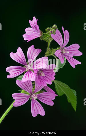 Comune (malva Malva Sylvestris) in fiore, Beeston comune, Norfolk, Regno Unito Luglio Foto Stock