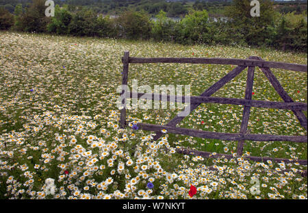 Massa di mais (Camomilla Anthemis arvense) in fiore intorno al vecchio pecore ostacolo, Norfolk, Regno Unito, Giugno Foto Stock