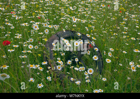 Mais (Camomilla Anthemis arvense) in fiore che circondano un scartato vecchia fattoria implementare ruota, Norfolk, Regno Unito, Giugno Foto Stock