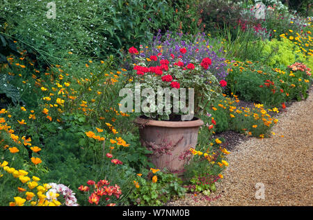 Gerani (Geranio genere) contenitore di fioritura in giardino in fioritura di frontiera, Norfolk, Regno Unito Luglio Foto Stock