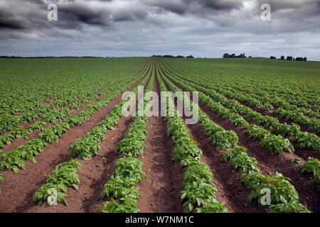 Il raccolto di patate che crescono in righe, Norfolk, Regno Unito Giugno Foto Stock