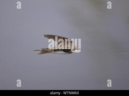 Sabbia martin (Riparia Riparia) in volo, Oman, Settembre Foto Stock