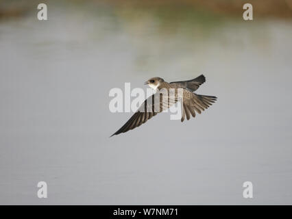 Sabbia martin (Riparia Riparia) in volo, Oman, Settembre Foto Stock