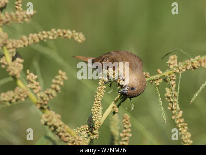 Noce moscata manakin / squamosa sono addossati munia (Lonchura punctulata) capretti alimentare sulle sementi, Oman, Novembre Foto Stock