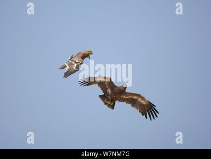 Steppa eagle (Aquila nipalensis) due occhiatura ogni altro in volo, Oman, Novembre Foto Stock