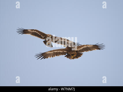 Steppa eagle (Aquila nipalensis) due occhiatura ogni altro in volo, Oman, Novembre Foto Stock