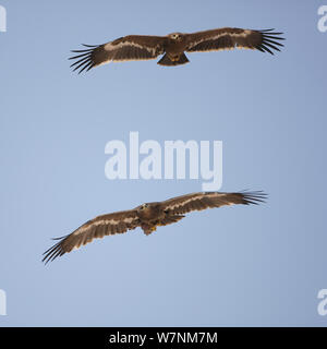 Steppa eagle (Aquila nipalensis) due occhiatura ogni altro in volo, Oman, Novembre Foto Stock