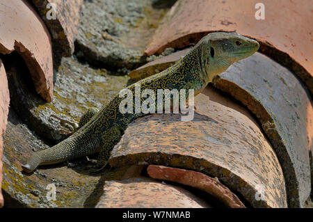 Ocellated lizard (Lacerta lepida) sul tetto tegola crogiolarsi in sun, Estremadura, Spagna Foto Stock