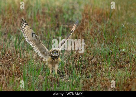 Breve eared gufo comune (asio flammeus) capretti sbattimenti ali in preparazione per il volo, Breton Marsh, Francia occidentale, Giugno Foto Stock