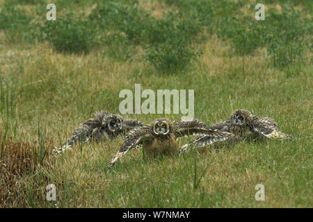 Breve eared gufo comune (asio flammeus) novellame ali di spandimento sul terreno in caso di pioggia, Breton Marsh, Francia occidentale, Giugno Foto Stock