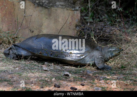 Indian flapshell tartaruga (Lissemys punctata) al di fuori dell'acqua, Keolado Ghana National Park, Bharatpur Rajasthan, India Foto Stock