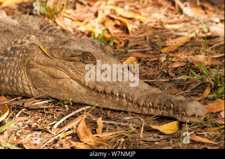 Australian coccodrillo di acqua dolce (Crocodylus johnstoni) Acque di burattatura Caravan Park, il Territorio del Nord, l'Australia Foto Stock